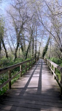 Ağaçlar ve yeşilliklerle çevrili Park das Ribeiras 'ta uzun tahta kaldırımlar, parlak bir gökyüzünün altında yol boyunca uzanan gölgeler..