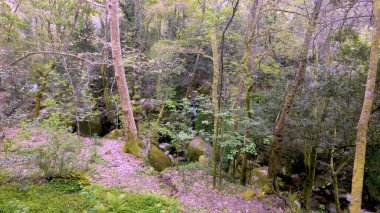 Güneş ışığı sık ağaçların arasından Felgueiras 'ta bir levadanın yanındaki kayalık bir yola süzülür, yemyeşil çalılıklar ve yosun kaplı taşlarla.