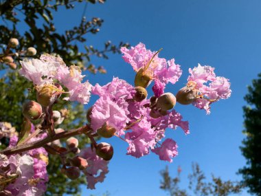 Narin pembe çiçekler ve gelişmekte olan tohum kabukları bir ağaç dalını süslüyor, güneşli bir günde açık mavi gökyüzüne uzanıyor..