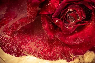 Flower frozen in ice with texture