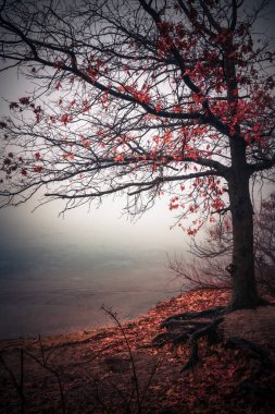 Atmospheric landscape with fog trees and lake