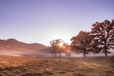 Tennessee 'deki Büyük Dumanlı Dağlar' dan görünen ağaçlar ve dağlarla dolu güzel bir sabah ışığı ve sisi