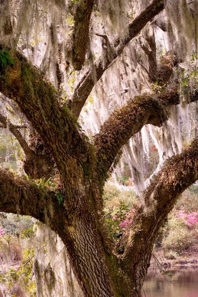 Vacker Naturbild Levande Täckt Spansk Mossa Sett Från Lågt Land — Stockfoto