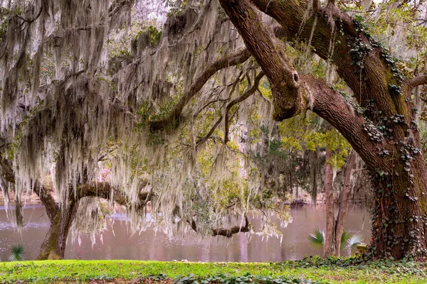 Güney Carolina Dan Görülen Spanyol Yosunlarıyla Kaplı Canlı Meşenin Güzel — Stok fotoğraf
