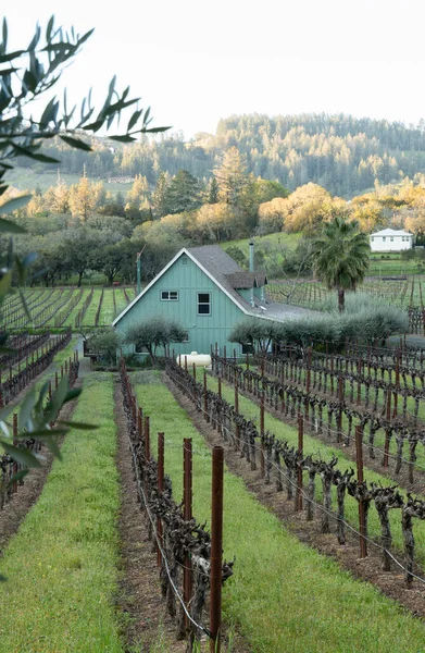 Rustige Napa Valley Californië Scene Met Wijngaarden Het Achterhoofd — Stockfoto