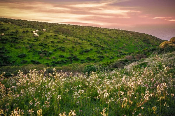 Peaceful Landscape Elk Grazing Seen Port Reyes California — Stock Photo, Image