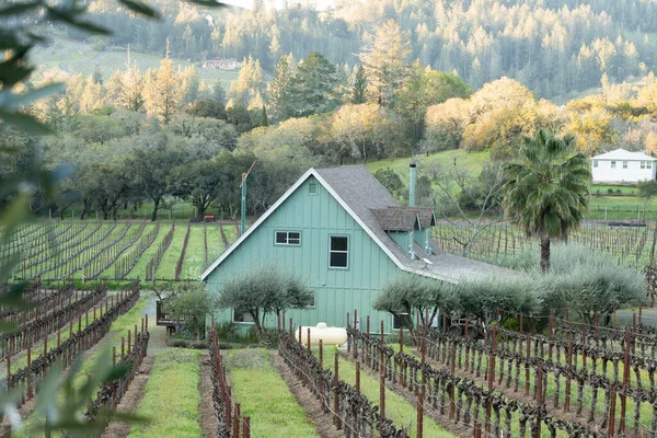 加州纳帕谷和平景象 葡萄园在望 图库照片