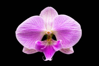 koyu arka plan üzerinde güzel orkide