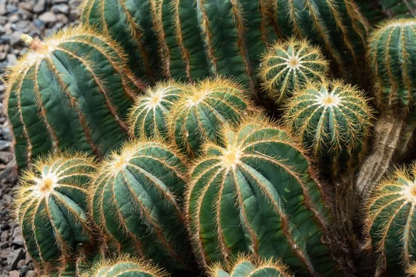 Group Typical Barrel Cactus Cacti — Stock Photo, Image