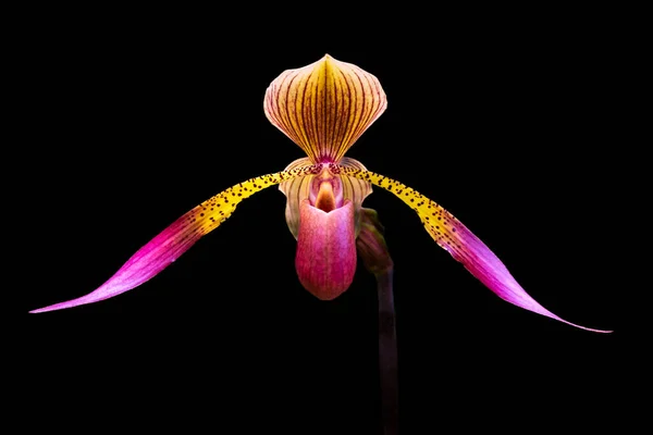 Bela Orquídea Fundo Escuro Imagem De Stock