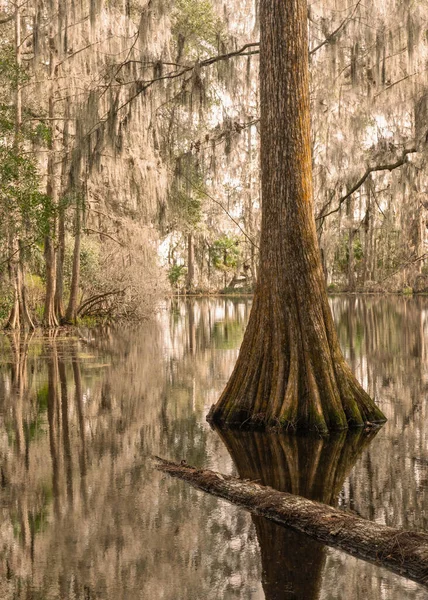 Peaceful Image Low Country South Carolina Cypress Swamp Spanish Moss — Stock Photo, Image