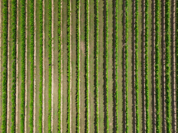 Row Grapevines Long Island Vineyard Farm Field Seen — Stock Photo, Image
