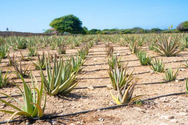 Aruba 'daki tarihi vera çiftliği de
