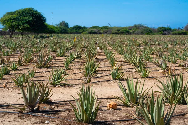Histórica Plantación Vera También Aruba — Foto de Stock
