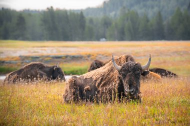 Wyoming 'deki Yellowstone Ulusal Parkı' nda Buffalo manzarası