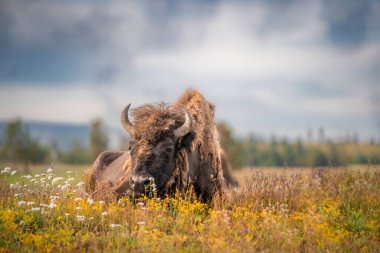 Wyoming 'deki Yellowstone Ulusal Parkı' nda Buffalo manzarası