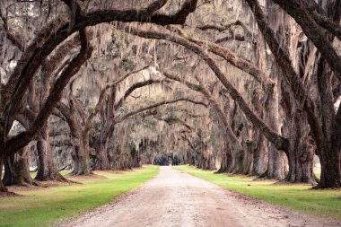 Gürcistan 'da Birleşik Devletler' in güneyinden görülen İspanyol yosunlarıyla kaplı canlı meşe ağaçlarının manzarası..
