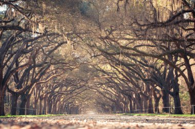 Gürcistan 'da Birleşik Devletler' in güneyinden görülen İspanyol yosunlarıyla kaplı canlı meşe ağaçlarının manzarası..