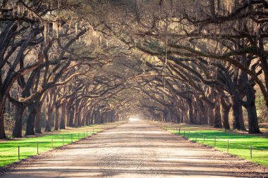 Gürcistan 'da Birleşik Devletler' in güneyinden görülen İspanyol yosunlarıyla kaplı canlı meşe ağaçlarının manzarası..