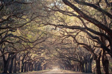 Gürcistan 'da Birleşik Devletler' in güneyinden görülen İspanyol yosunlarıyla kaplı canlı meşe ağaçlarının manzarası..