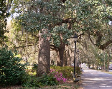 Savannah Georgia 'nın tarihi şehir merkezinden güzel ağaç sıralı sokak manzarası.