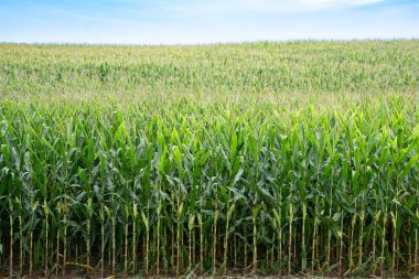 Mısır tarlalarıyla dolu kırsal tarım arazisi