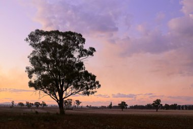 Şafakta sığır çiftliği, Gunnedah, New South Wales, Avustralya; kırsal ve bölgesel çiftlik ve tarım endüstrisinin bir sembolü..