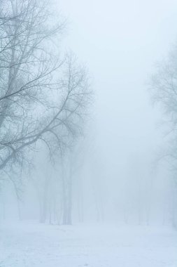 Kış manzarası, dondaki ağaçlar