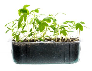 Beyaz arka planda plastik bir kutuda taze filizler (filizler)