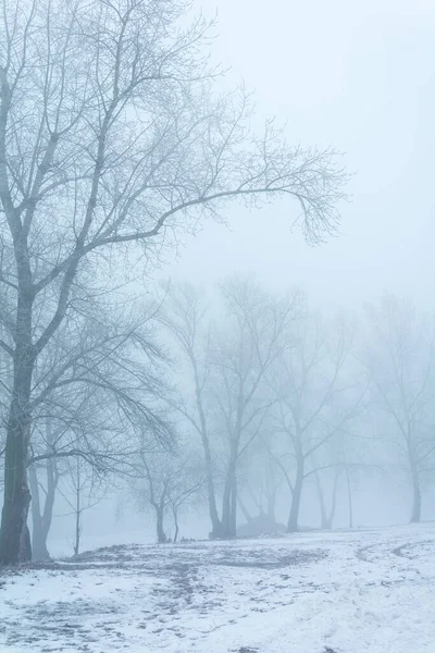 Winter Landscape Trees Frost — Stock Photo, Image