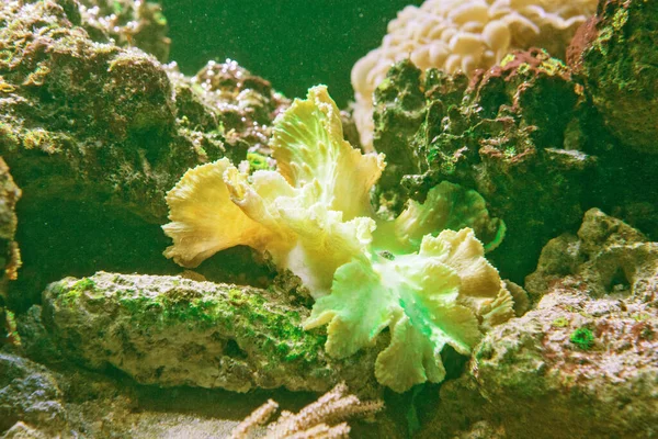 Sinularia Dura Korall Természetben Zátony — Stock Fotó