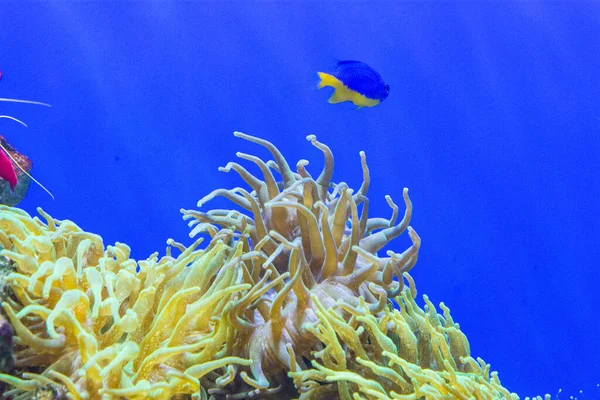 Beautiful Corals Water Glow Dark — Stock Photo, Image