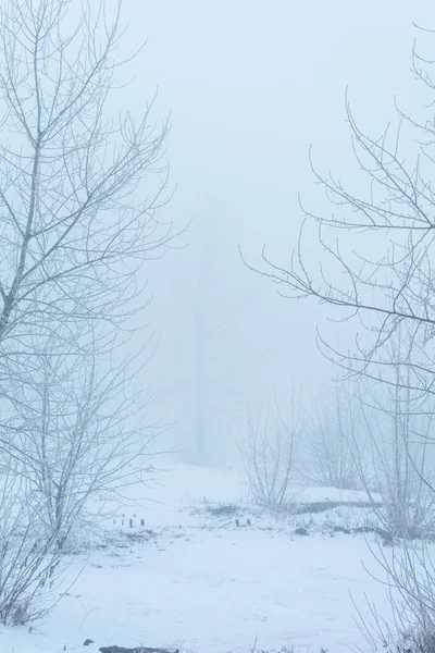 Winterlandschaft Bäume Frost Stockbild