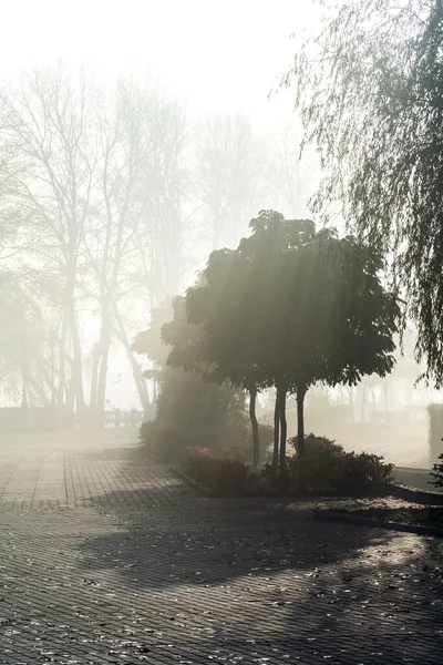 Picturesque Park Alley Early Foggy Morning Stock Fotó