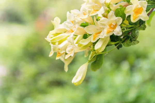 Симпатичные Желтые Цветы Муниципальном Парке — стоковое фото