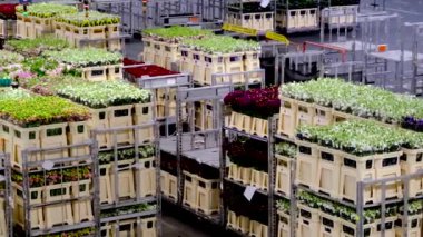 Kraliyet Flora 'sı. Çiçek arabaları Hollanda 'nın Aalsmeer kentindeki Aalsmeer Çiçek müzayede binasında otomatik demiryolu sistemi boyunca taşınır..