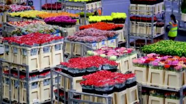 Kraliyet Flora 'sı. İşçiler Hollanda, Aalsmeer 'deki Aalsmeer Çiçek müzayede binasında çiçek sevkiyatı hazırlıyorlar.