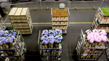 Kraliyet Flora 'sı. Çiçek arabaları Hollanda 'nın Aalsmeer kentindeki Aalsmeer Çiçek müzayede binasında otomatik demiryolu sistemi boyunca taşınır..