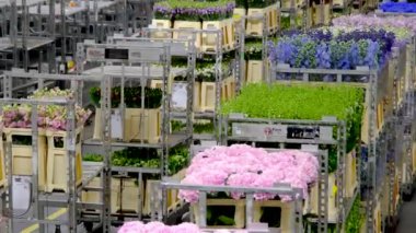 Kraliyet Flora 'sı. Çiçek arabaları Hollanda 'nın Aalsmeer kentindeki Aalsmeer Çiçek müzayede binasında otomatik demiryolu sistemi boyunca taşınır..