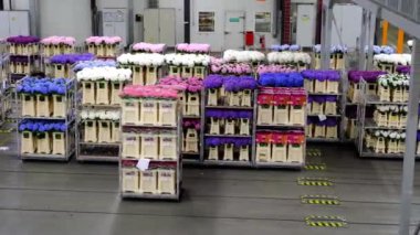 Kraliyet Flora 'sı. Çiçek arabaları Hollanda 'nın Aalsmeer kentindeki Aalsmeer Çiçek müzayede binasında otomatik demiryolu sistemi boyunca taşınır..