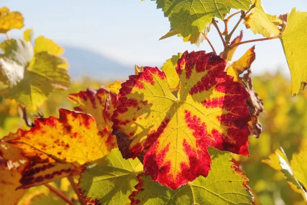 Sarı Sonbahar Üzüm Yaprakları Yakından Çekildi — Stok fotoğraf