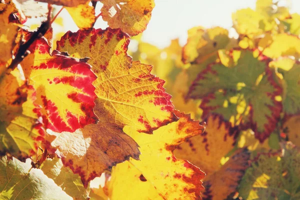 Желтая Красная Осенняя Виноградная Лоза Листья Взяты Крупным Планом — стоковое фото