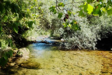 İsviçre Cenevre kantonundaki ağaçların gölgesinde Alando nehri..