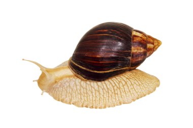 Achatina salyangozu. Beyaz üzerine izole edilmiş dev bir Afrika salyangozu..
