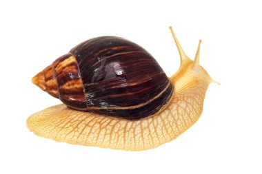 Beyaz arka planda izole edilmiş dev bir Afrika salyangozu..