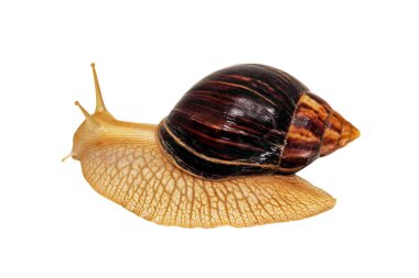 Achatina salyangozu. Dev Afrika salyangozu beyaz arka planda izole edilmiş..