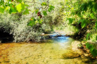Ağaçların gölgesinde akan küçük bir dağ nehri. HDR oluşturulmuş resim.