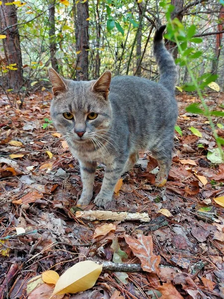 Gato Salvaje Bosque Gato Gris —  Fotos de Stock