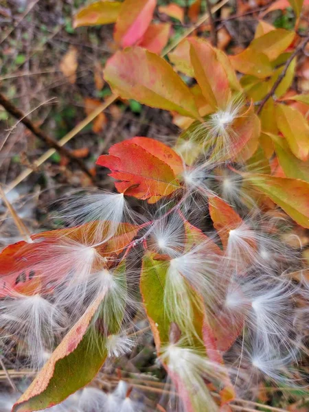 自然界のタンポポ ふわふわのタンポポ — ストック写真