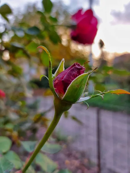 Τριανταφυλλιά Κόκκινο Τριαντάφυλλο — Φωτογραφία Αρχείου